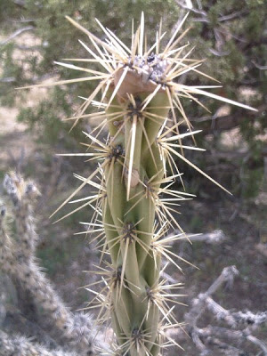 Thorns in the Desert – Part 1